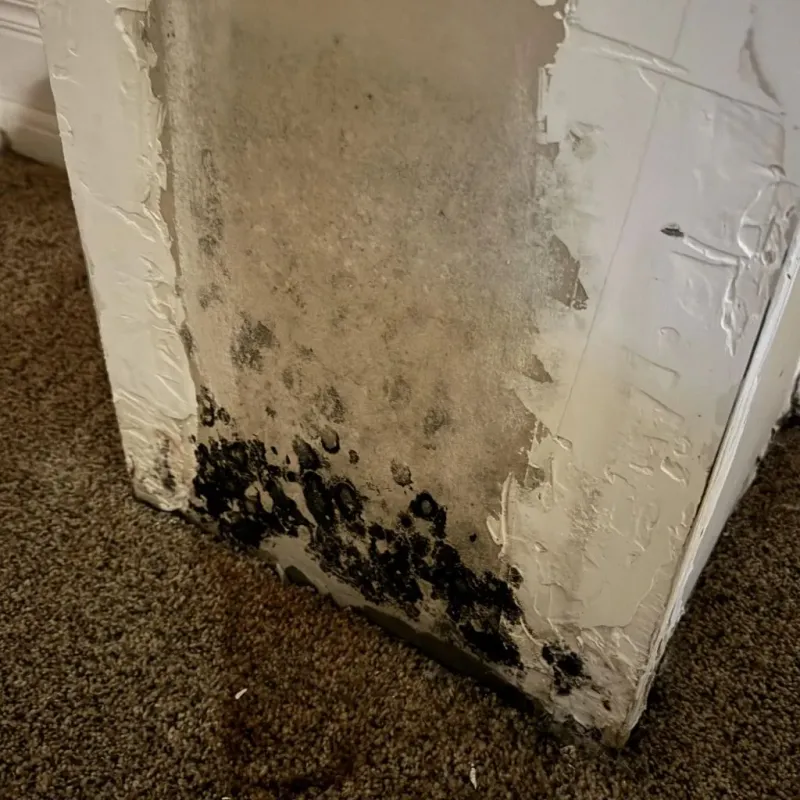 Professional Mold Removal in Chester, WV